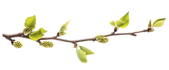 Fragment of a branch of a lilac bush with green young leaves on a white background