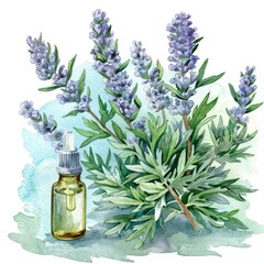 Poster - Watercolor Illustration of Medicinal Plant Wormwood with Essential Oil and Sagebrush