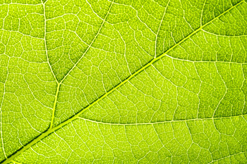 Macro shot of a leaf. Foliage nature background.