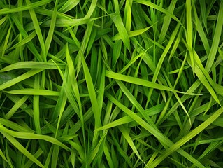 Canvas Print - Green Grass Blades Close Up