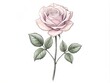 © Achiraya - Delicate minimalist outline illustration of a romantic rose with subtle petals and stem, set against a clean white