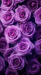 Wall Mural - Cute purple roses background backgrounds flower petal.