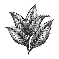 Wall Mural - tea branch leaf sketch line art engraving generative ai vector illustration. Scratch board imitation. Black and white image.