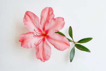 Wall Mural - Ultra-Realistic UHD Photo of an Azalea Flower on White Background