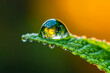 © Fabio - Close-up of a dewdrop on a leaf, reflecting the surrounding environment