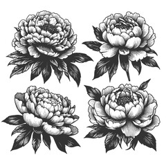 Wall Mural - Set of blooming peonies with leaves. Tattoo design detailed floral sketch engraving generative ai vector illustration. Scratch board imitation. Black and white image.