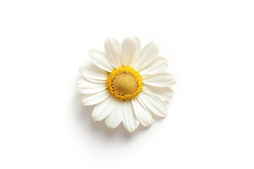 Wall Mural - Ultra-Realistic UHD Photo of a Daisy Flower on White Background