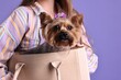© New Africa - Woman carrying cute Yorkshire Terrier dog in bag on violet background, closeup