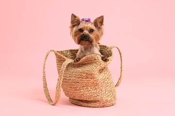 Poster - Cute Yorkshire Terrier dog in wicker bag on pink background