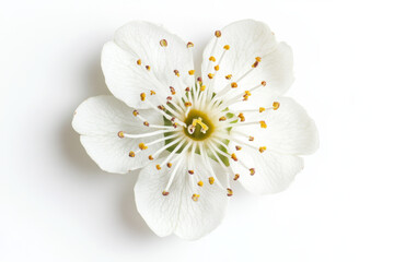 Wall Mural - Ultra-Realistic UHD Photo of a Hawthorn Flower on White Background