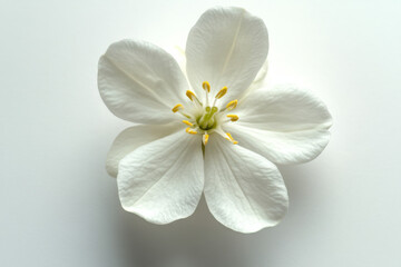 Wall Mural - Ultra-Realistic UHD Photo of a Jasmine Flower on White Background