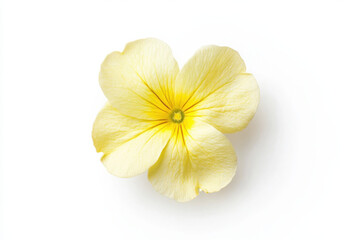 Wall Mural - Ultra-Realistic UHD Photo of a Primrose Flower on White Background