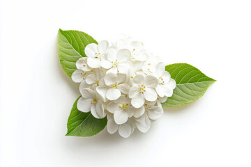 Wall Mural - Ultra-Realistic UHD Photo of a Viburnum Flower on White Background