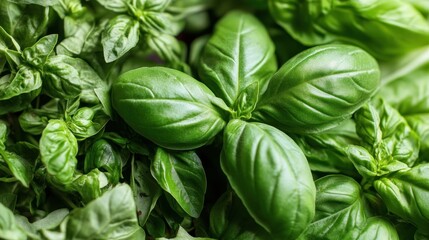 Poster - Close-Up of Lush Green Basil Leaves