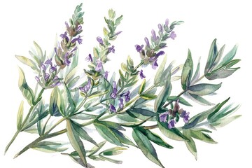 Wall Mural - Herbal Aromatherapy Illustration. Wormwood Plant Essential Oil with Fresh Sagebrush Leaves and Flowers