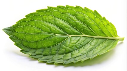 Extreme close up of an isolated Ocimum tenuiflorum Holy Basil leaf against a white background, herb, leaf, organic, close-up, plant, aromatic, health, Ayurvedic herb, tulsi, Holy Basil