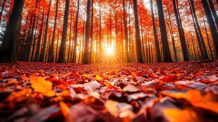 Wall Mural - Autumn Forest Sun Rays.