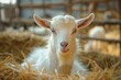 © YURY YUTY - A white goat sits on hay in a barn, gazing directly at the camera with a curious expression.