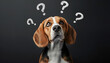 © Oleksiy - Funny Beagle dog and question marks on black background