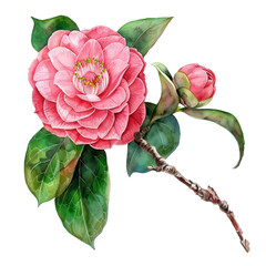 Wall Mural - Watercolor illustration of a pink camellia flower with green leaves.