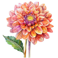 Wall Mural - Watercolor painting of a single peach, pink, and yellow dahlia flower with a green leaf on a white background.