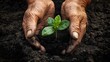 © Surachet - Hands planting a seed in the earth, symbolizing growth and the start of something new