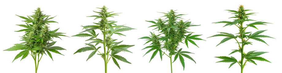 four different marijuana plants are shown in a row, each with varying heights on a transparent backg