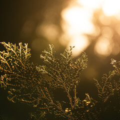 Leaf in Nature's Embrace: Capturing the Beautiful Sunset Light Through Green Foliage, With a Background of Autumn Flora, Sunrise Glow, and Fresh Morning Sunlight in a Forest Field