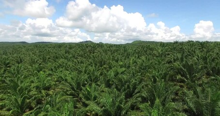 Wall Mural - Aerial view of palm oil plantation At Sukau Sandakan Sabah, Borneo. Aerial view.