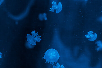 underwater photography jellyfish phyllorhiza punctata, australian spotted jellyfish