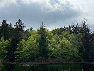 lake in the forest