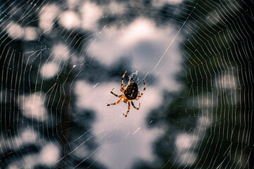 Macro photo of a spider weaving a web.
