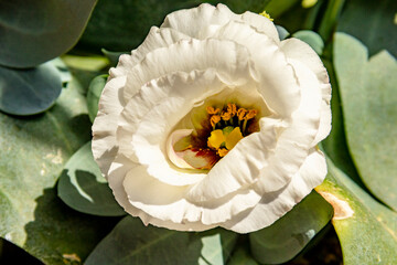 Eustoma grandiflorum, beautiful vibrantly colored flowers and its unique shape