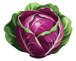 Wall Mural - Fresh radicchio vegetable Vector Illustration on white background