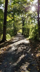 Poster - Autumn Forest Path With Sunlight Shining Through The Trees