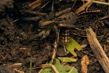 a spider with a hundred feet passing underneath
