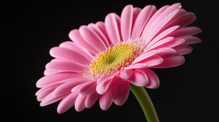 Poster - A Single Pink Gerbera Daisy