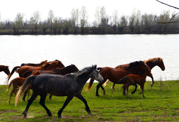 horses on the river