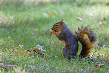 Wall Mural - The fox squirrel (Sciurus niger), also known as the eastern fox squirrel or Bryant's fox squirrel. 