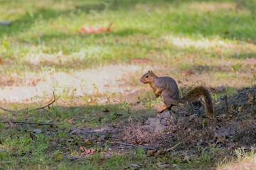 Wall Mural - the fox squirrel (sciurus niger), also known as the eastern fox squirrel or bryant's fox squirrel.