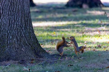 Poster - Fights between squirrels. The fox squirrel (Sciurus niger), also known as the eastern fox squirrel or Bryant's fox squirrel. 