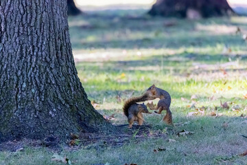 Wall Mural - fights between squirrels. the fox squirrel (sciurus niger), also known as the eastern fox squirrel o