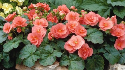 Canvas Print - Vibrant Coral Begonia Blooms