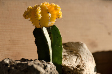 Flowering succulent plant