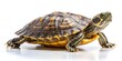 © BrilliantPixels - Close-up of a Turtle with a Black and Yellow Shell on a White Background, Isolated , Reptile, Pet, Shell