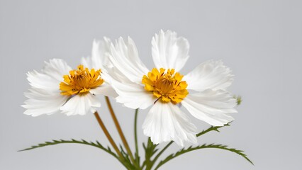 Coreopsis isolated on white