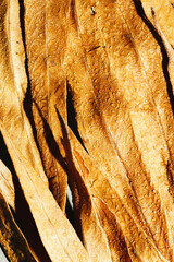 Natural autumn texture from narrow yellow beige leaves with water drops. Beautiful autumnal botanical pattern, close up fall leaf top view, aesthetic nature still life, macro photography