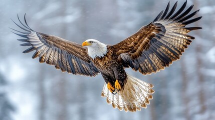 Wall Mural - Majestic Bald Eagle in Flight