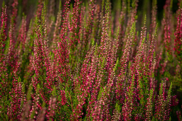 Color heather blooming flower in summer morning in garden