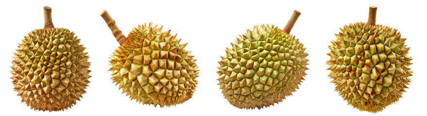 Whole durian fruit. A whole durian fruit with its iconic spiked skin and notorious strong odor, isolated on a transparent background. Perfect for exotic food or tropical themes. PNG File,